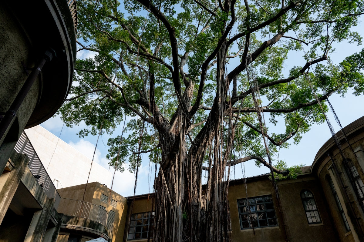 Large banyan tree with aerial roots over old building